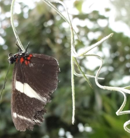 Schmetterling 002