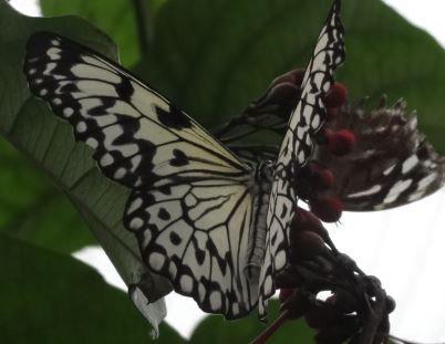 Schmetterling 001
