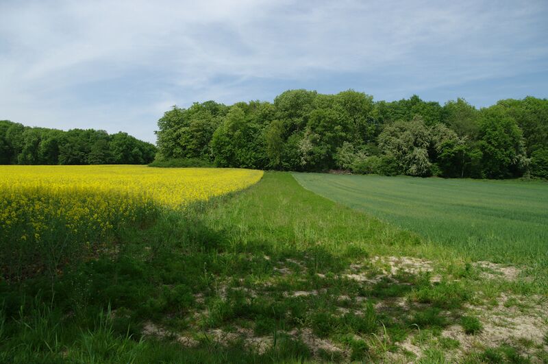 Datei:Strasse RH116 01.jpg