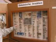 Insekten-Schaukasten im Naturkundemuseum (2009)
